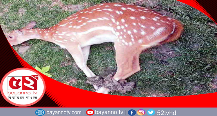 সুন্দরবনে হরিণ শিকারে মেতেছে শিকারীরা