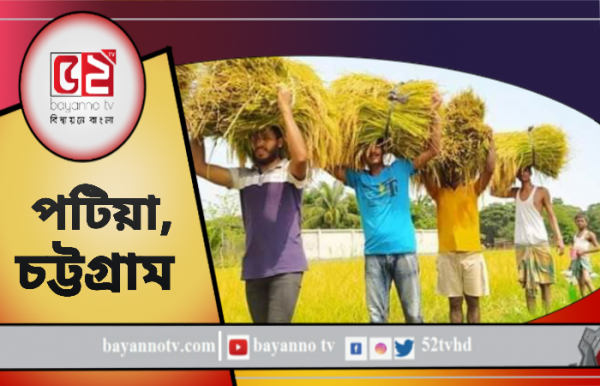 দরিদ্র কৃষকের ধান কেটে বাড়ি পৌঁছে দিল পটিয়া ছাত্রলীগ
