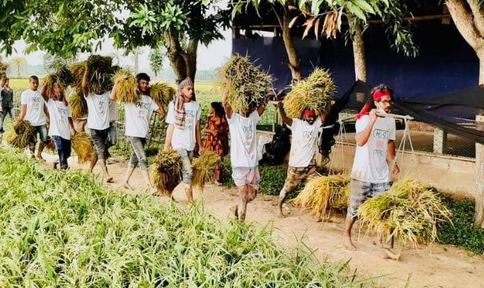 সিলেটে ২য় দিনে দরিদ্র কৃষকের ধান কেটে ঘরে তুলে দিলো ছাত্রলীগ