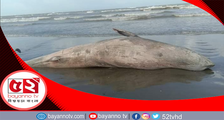 কক্সবাজার সৈকতে মৃত ডলফিন