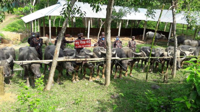 বড়লেখায় ৩০টি ভারতীয় মহিষ আটক