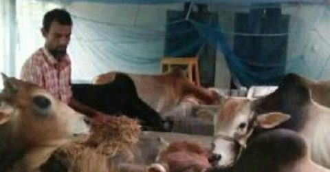 কুষ্টিয়ায় খামারিদের জন্য অনলাইন বাজার চালু করেছে জেলা প্রশাসন
