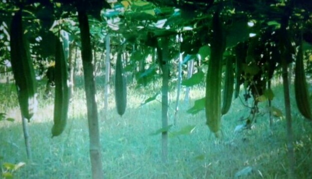 কুষ্টিয়ায় গ্রীষ্মকালীন সবজি চাষে ব্যাপক সাফল্য পেয়েছেন চাষীরা
