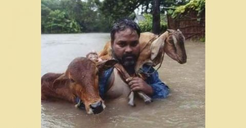 বন্যায় জনজীবন ও গবাদি পশুর জীবনে নেমে এসেছে চরম বিপত্তি