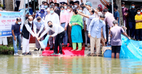 বিশ্বের আশি ভাগ ইলিশ মাছ এখন বাংলাদেশের
