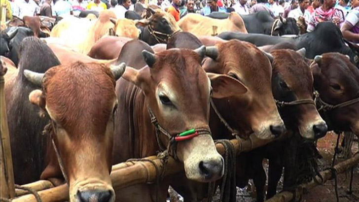 পটিয়ায় কোরবানির জন্য প্রস্তত ৫৫ হাজার পশু