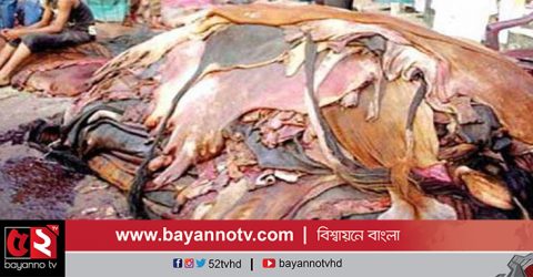 নীলফামারীতে পানির দরে বিক্রি হচ্ছ চামড়া