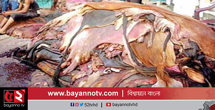 নীলফামারীতে পানির দরে বিক্রি হচ্ছ চামড়া