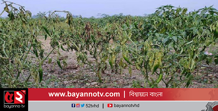 নীলফামারীতে বিপাকে মরিচ চাষিরা