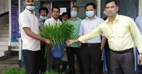 সিলেটের বালাগঞ্জে কৃষকদের মধ্যে ধানের চারা ও নগদ অর্থ বিতরণ