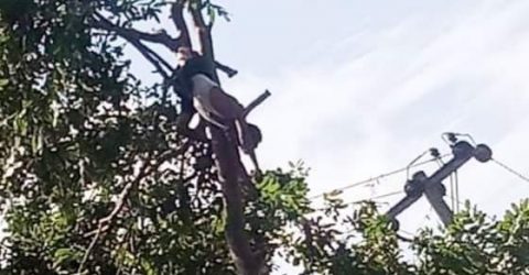 কক্সবাজারে গাছ কাটতে গিয়ে যুবকের মৃত্যু