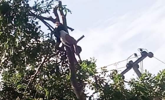 কক্সবাজারে গাছ কাটতে গিয়ে যুবকের মৃত্যু