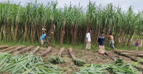 কক্সবাজারে আখ চাষে নতুন সম্ভাবনা