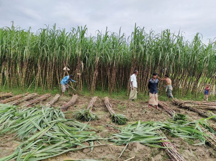 কক্সবাজারে আখ চাষে নতুন সম্ভাবনা