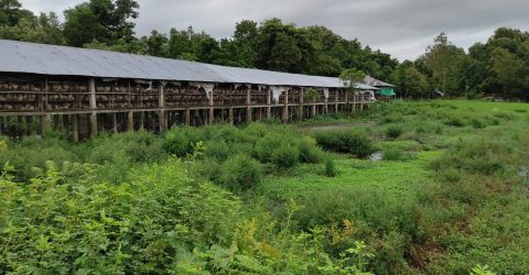 পোল্ট্রি ফার্মের বর্জ্যে পরিবেশ দূষণ, চাষাবাদ অযোগ্য হয়ে পড়েছে কৃষি জমি