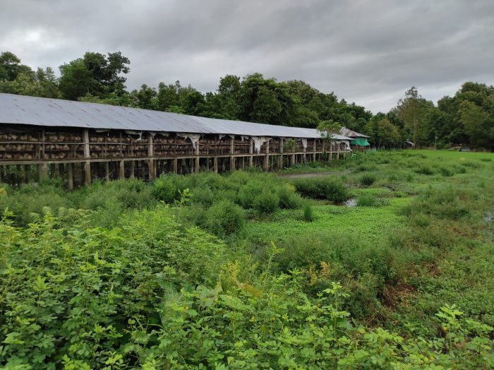 পোল্ট্রি ফার্মের বর্জ্যে পরিবেশ দূষণ, চাষাবাদ অযোগ্য হয়ে পড়েছে কৃষি জমি