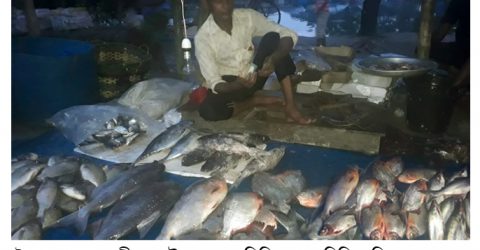 সৈয়দপুরের ঢেলাপীর হাটে প্রকাশ্যে বিক্রি হচ্ছে নিষিদ্ধ পিরানহা মাছ   