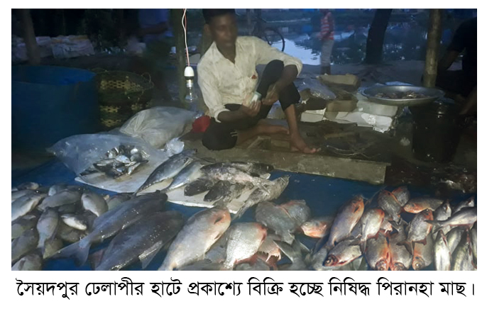সৈয়দপুরের ঢেলাপীর হাটে প্রকাশ্যে বিক্রি হচ্ছে নিষিদ্ধ পিরানহা মাছ   