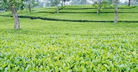 নীলফামারীতে  চা চাষে নতুন সম্ভাবনা