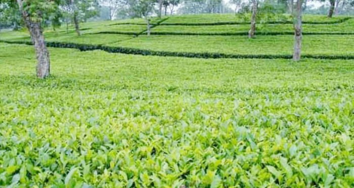 নীলফামারীতে  চা চাষে নতুন সম্ভাবনা