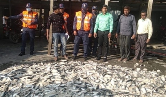 বাগেরহাটের জব্দ করা প্রায়  ১ টন জাটকা ইলিশ, এতিমদের মাঝে -বিতরণ