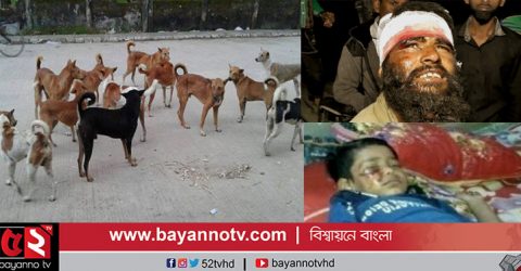 নীলফামারীতে কুকুরের কামড়ে শিশুসহ আহত ৭৫