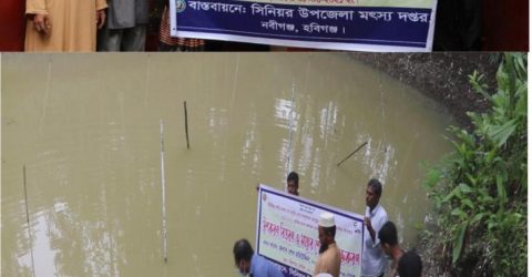 নবীগঞ্জ বিলপাড়ে মৎস্য চাষ প্রশিক্ষণ মাছের পোনা অবমুক্ত ও খাদ্য বিতরণ