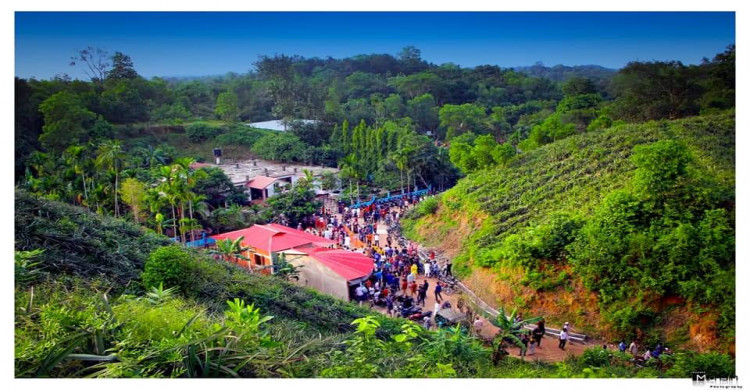 সিলেটের ঐতিহ্যবাহী গোলাপগঞ্জের আনারস বাগান যেন নতুন পর্যটন কেন্দ্র হতে চলেছে