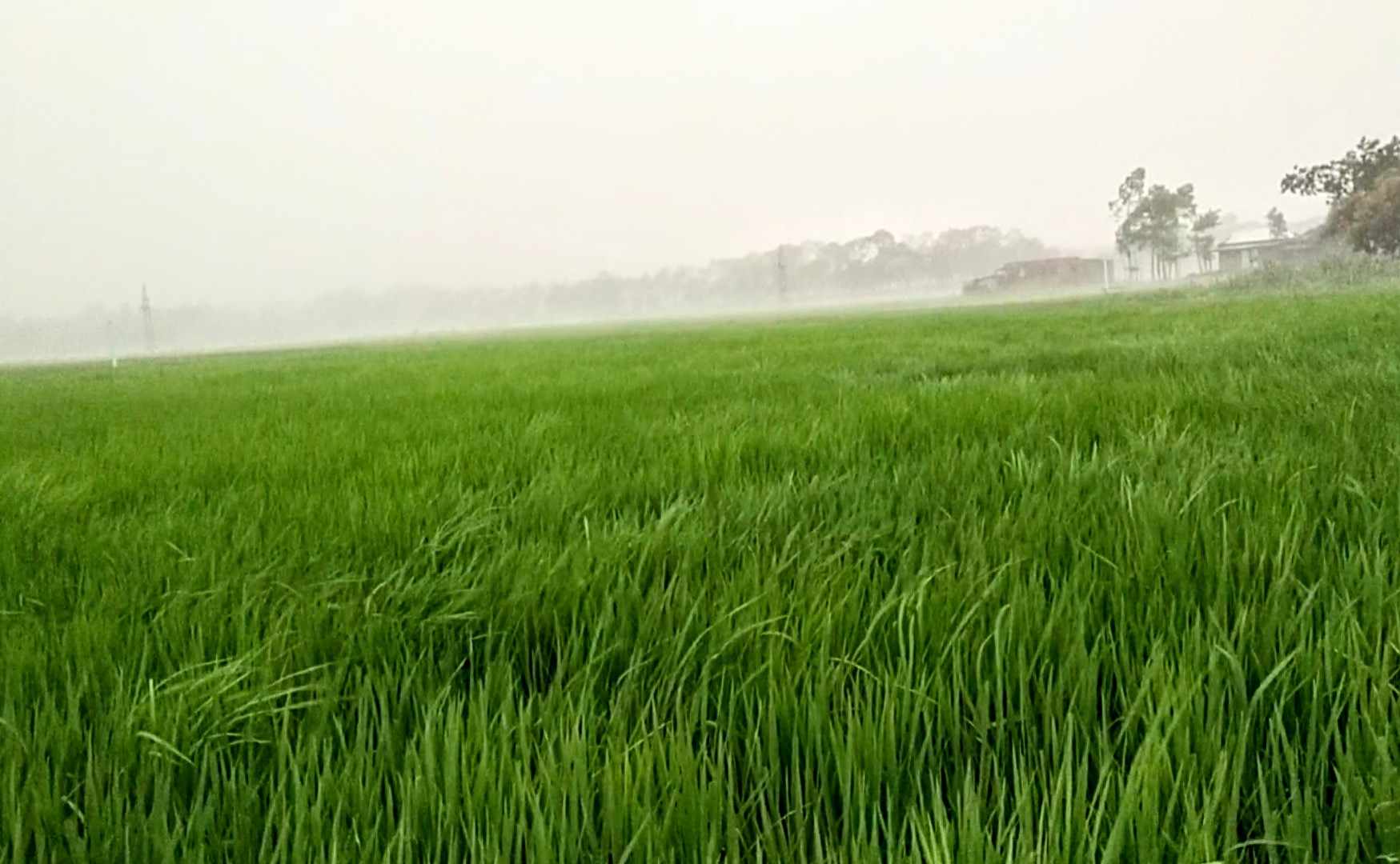 শান্তিগঞ্জে স্বস্তির বৃষ্টি, কৃষকসহ সাধারণের মুখে হাসি